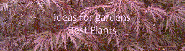 Best Plants - By Ideas for Gardens
