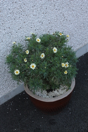 Argyranthemum Jamaica Primrose